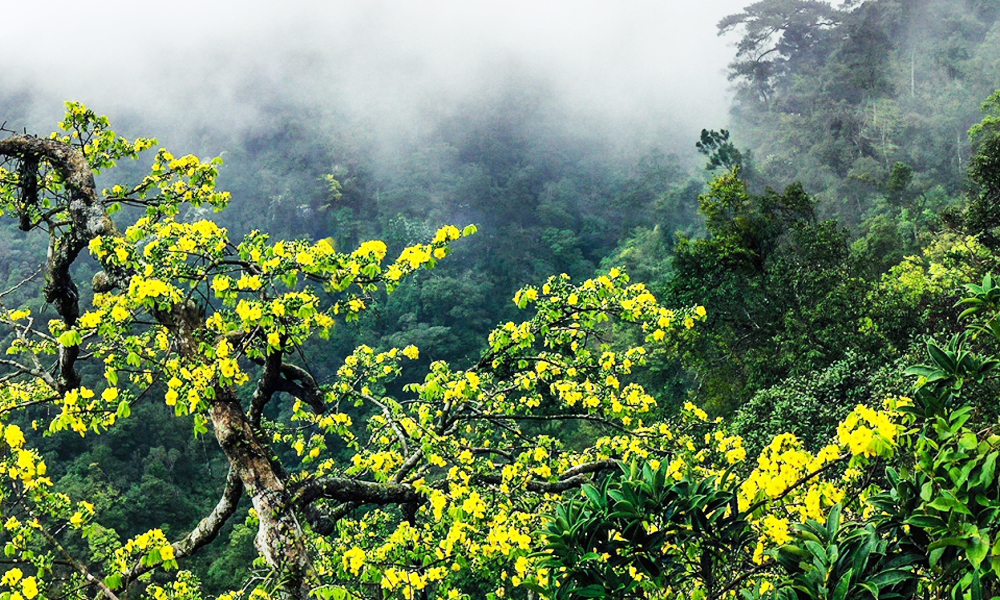 Radiant yellow blossoms atop sacred Yen Tu peak